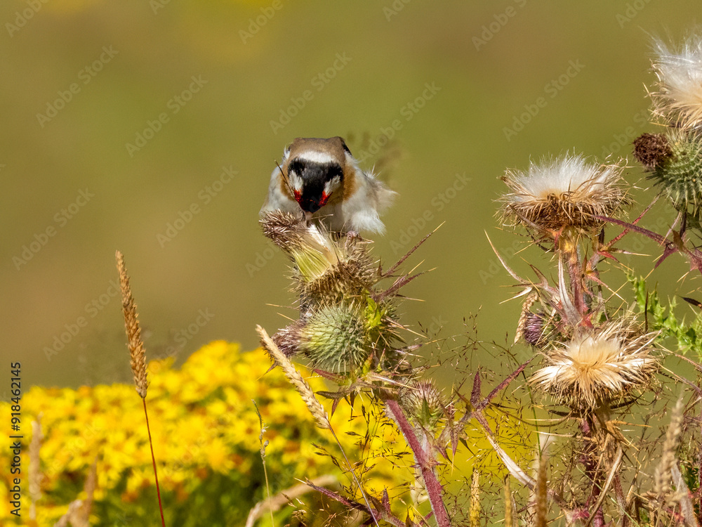 Goldfinch pulling the seeds from a thistle to eat with beautiful natural background Goldfinch pulling the seeds from a thistle to eat with beautiful natural background