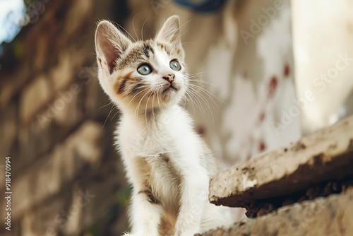 A curious kitten with blue eyes and a striped coat explores outdoors, standing on a stone surface, evoking themes of adventure and innocence ideal for pet-related content, blogs, and advertisements,