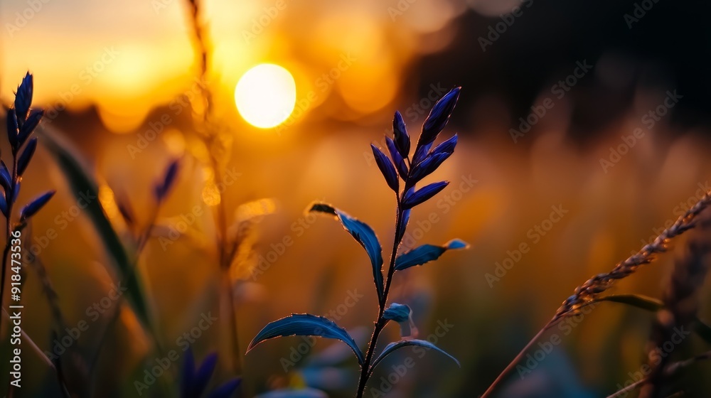 A tight shot of a plant against a backdrop of the sun, with a field of grass in the foreground A tight shot of a plant against a backdrop of the sun, with a field of grass in the foreground