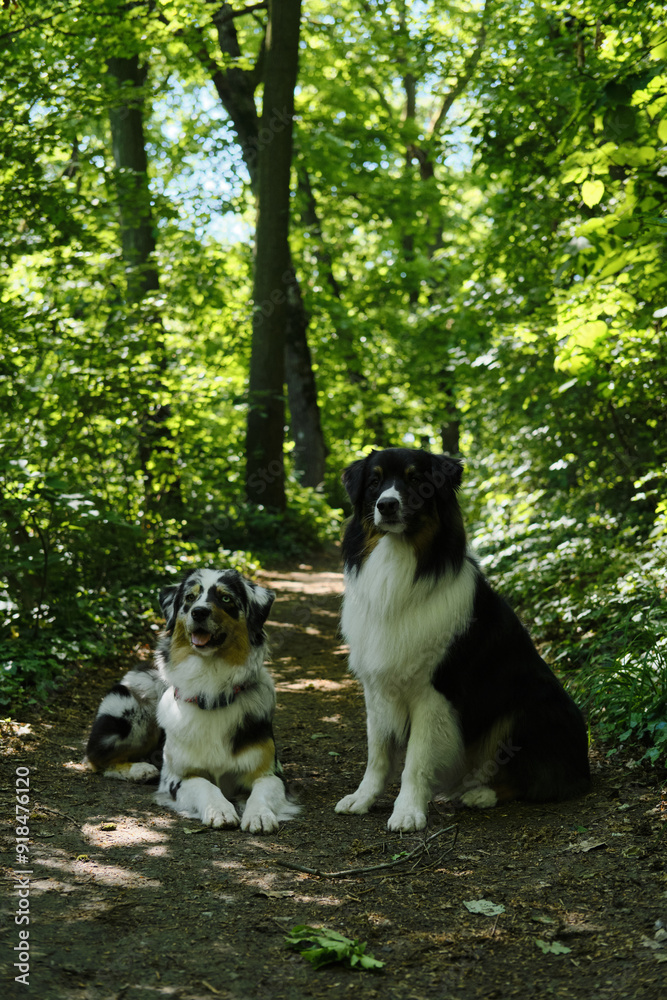 Two Australian Shepherds pose on a trail in a green spring forest. Aussie is blue merle with different eyes - brown and blue, aussie is a black tricolor with brown eyes next to. Pets in wood concept.