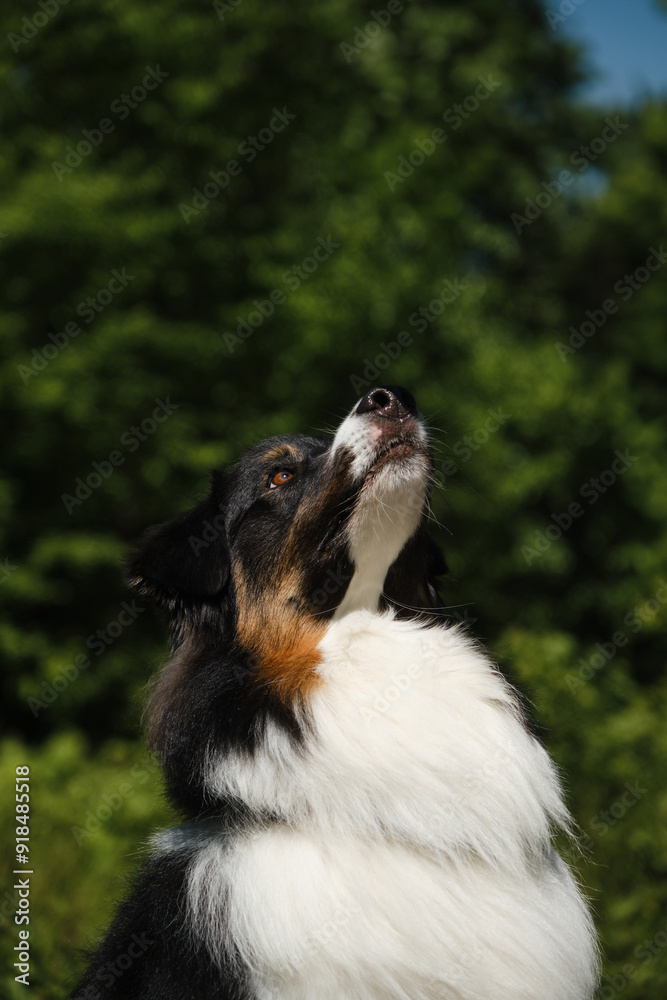 One black tricolor Australian Shepherd sits in a green spring forest, looking up and waiting for food or toy. Charming smart purebred aussie dog in the park on a sunny summer day. Close view portrait.