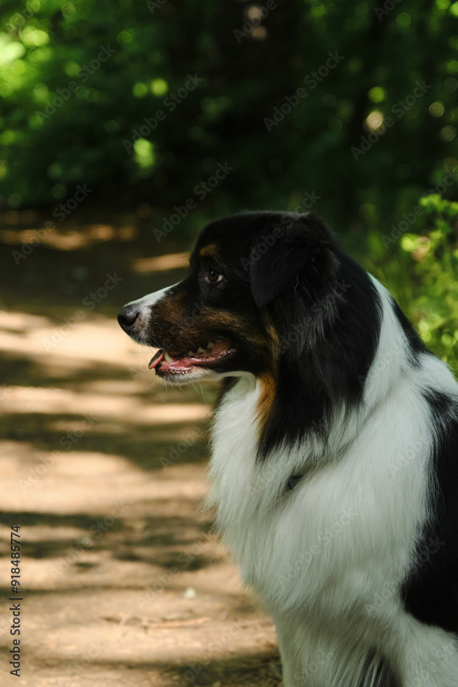 One happy black tricolor Australian Shepherd sits in a green spring forest. Aussie having fun outside alone. Charming smart purebred dog in the park on a sunny summer day. Side view portrait. One happy black tricolor Australian Shepherd sits in a green spring forest. Aussie having fun outside alone. Charming smart purebred dog in the park on a sunny summer day. Side view portrait.