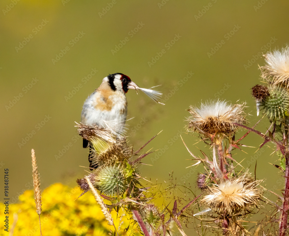 Goldfinch pulling the seeds from a thistle to eat with beautiful natural background Goldfinch pulling the seeds from a thistle to eat with beautiful natural background