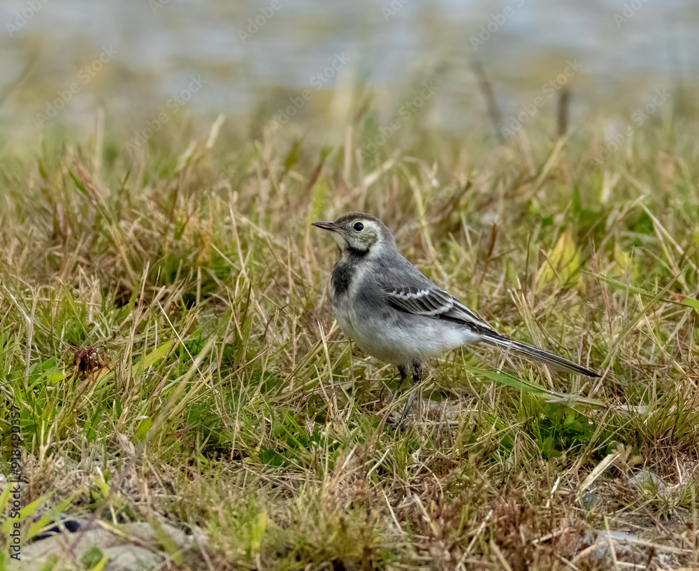 Juvenile pied wagtail bird in the grass Juvenile pied wagtail bird in the grass
