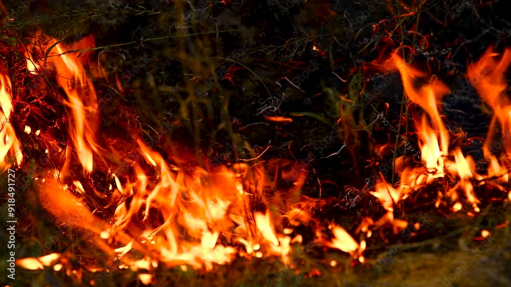 Forest fire, heavy smoke. Natural disaster Forest fire, heavy smoke. Natural disaster