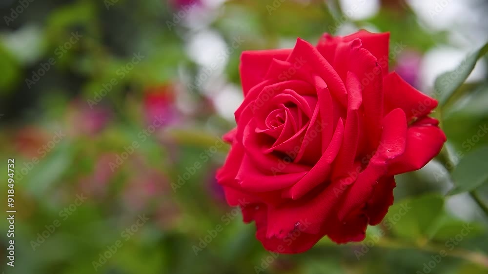 Beautiful roses bloom in the garden Beautiful roses bloom in the garden