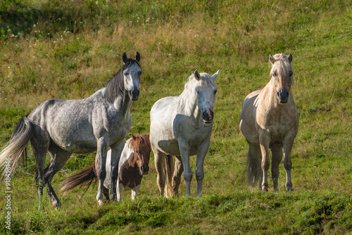 horses in the field