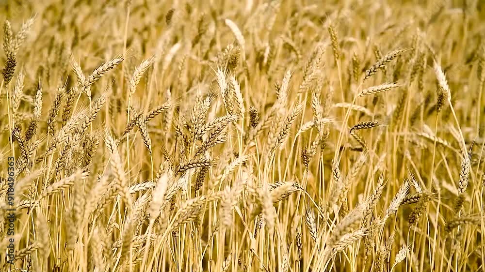 Wheat Field. Golden ears of wheat close up