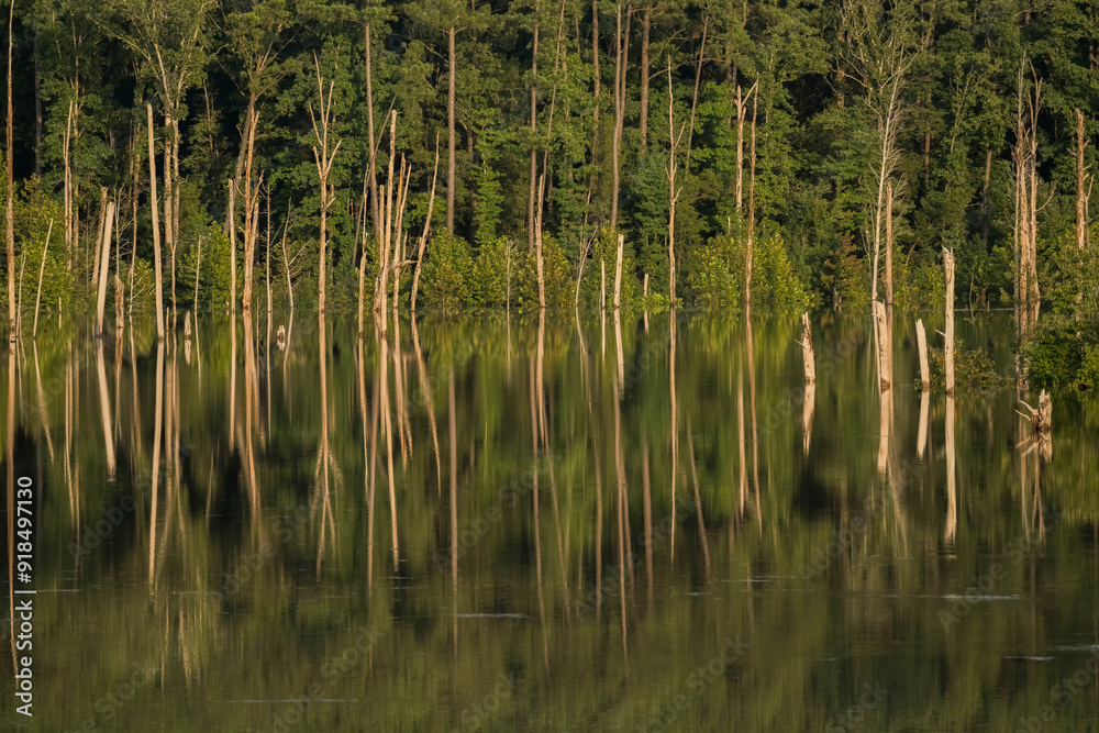 Reflection of trees in a forest under water, after Debby storm. Reflection of trees in a forest under water, after Debby storm.