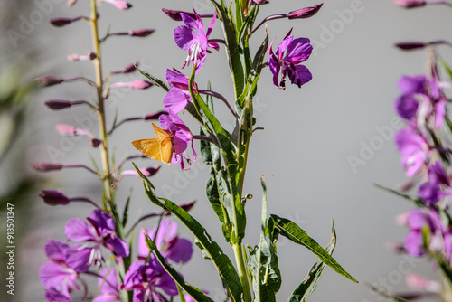 papillon jaune et fleur des montagnes, savoie, france