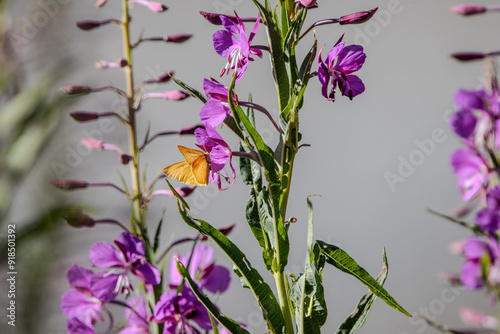 papillon jaune et fleur des montagnes, savoie, france