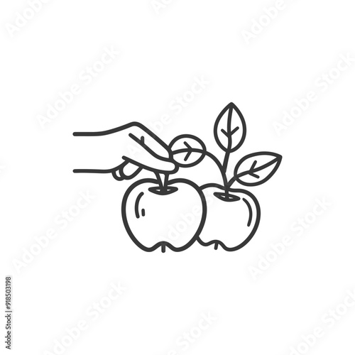 Hand Picking Two Apples with Leaves