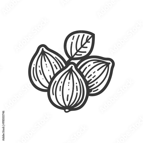 Hand drawn illustration of three hazelnuts with a leaf