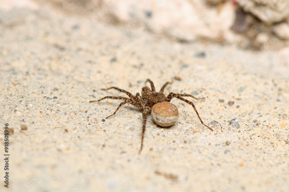 agelena labyrinthica spider macro photo agelena labyrinthica spider macro photo