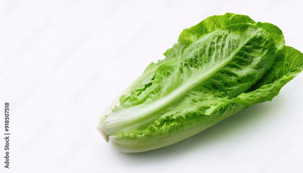 Romaine or cos lettuce - Lactuca sativa L. var. longifolia - a variety of lettuce that grows in a tall head of sturdy dark green leaves with firm ribs down their centers isolated on white background Romaine or cos lettuce - Lactuca sativa L. var. longifolia - a variety of lettuce that grows in a tall head of sturdy dark green leaves with firm ribs down their centers isolated on white background