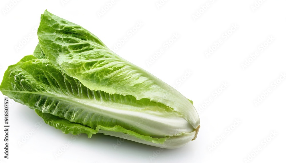 Romaine or cos lettuce - Lactuca sativa L. var. longifolia - a variety of lettuce that grows in a tall head of sturdy dark green leaves with firm ribs down their centers isolated on white background Romaine or cos lettuce - Lactuca sativa L. var. longifolia - a variety of lettuce that grows in a tall head of sturdy dark green leaves with firm ribs down their centers isolated on white background