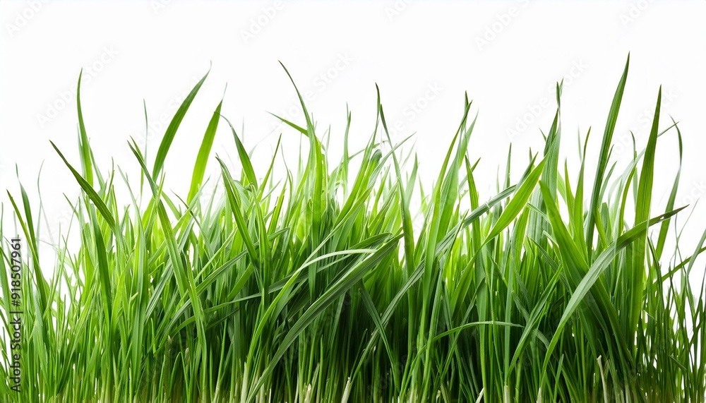 Green grass isolated on a white background Green grass isolated on a white background