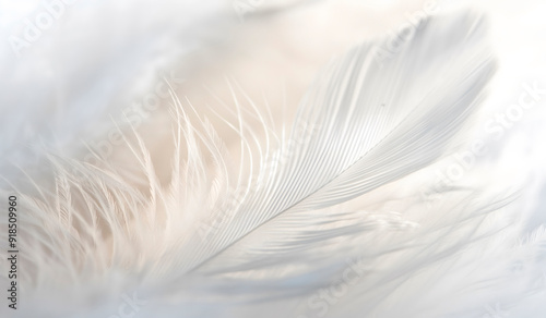 close-up of white feathers creating an elegant abstract background great for promoting bedding brands calming spa environments refined home decor emphasizing softness purity and serenity