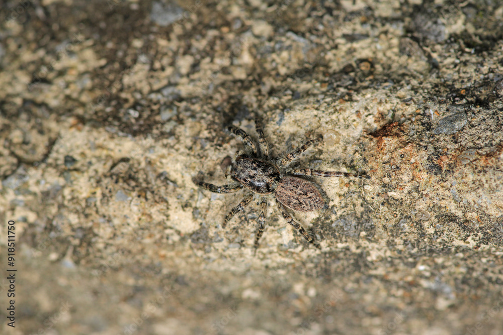little jumping spider macro photo little jumping spider macro photo