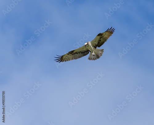 Osprey hovering above a pond in search of fish