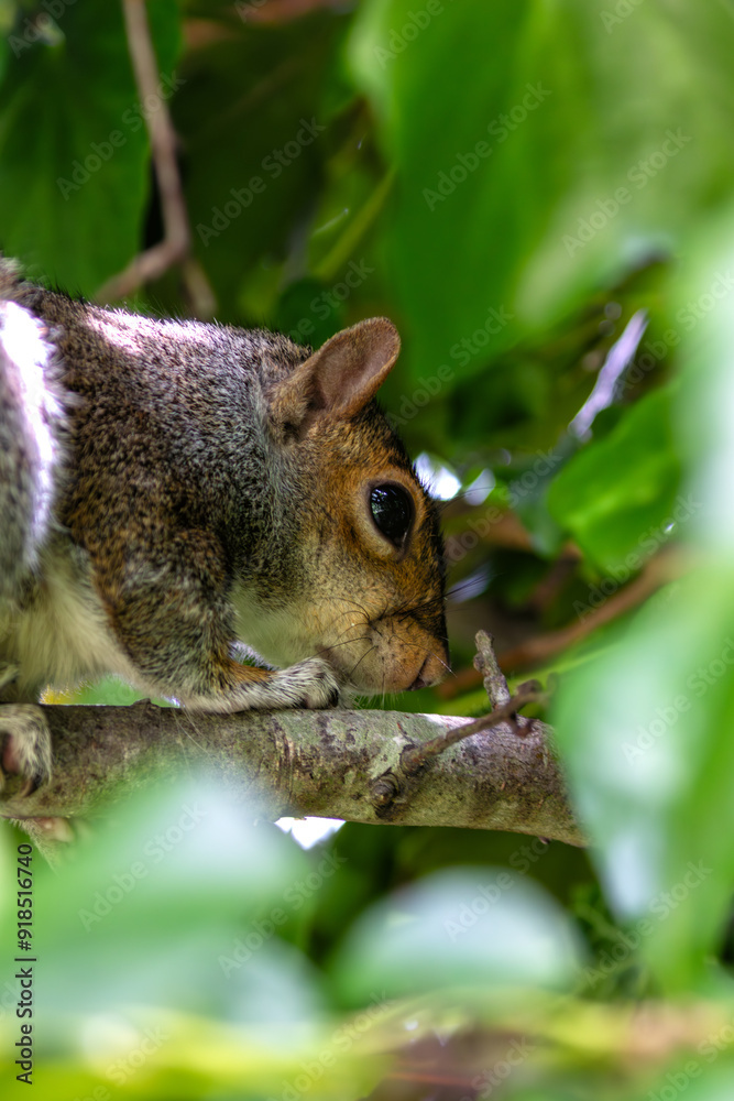 Grey Squirrel (Sciurus carolinensis) in Father Collins Park, Dublin, Ireland Grey Squirrel (Sciurus carolinensis) in Father Collins Park, Dublin, Ireland