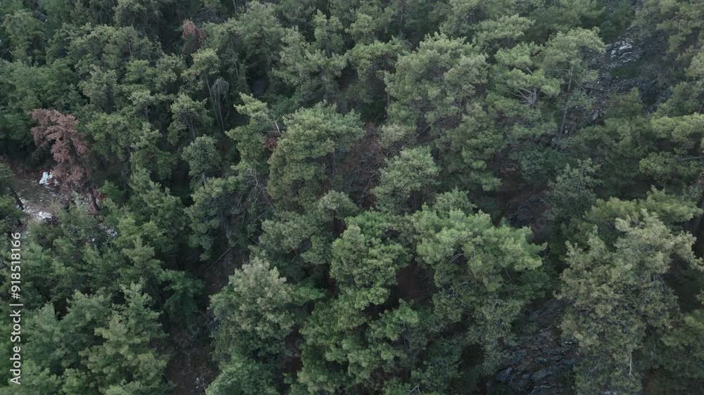 pine tree forest pine tree forest