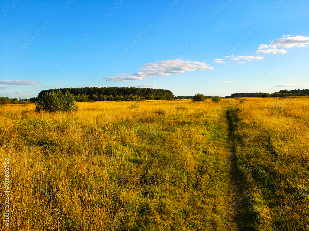 Fototapeta premium Path Through a Field of Dry Grass Leading to a Distant Forest Under a Clear Blue Sky