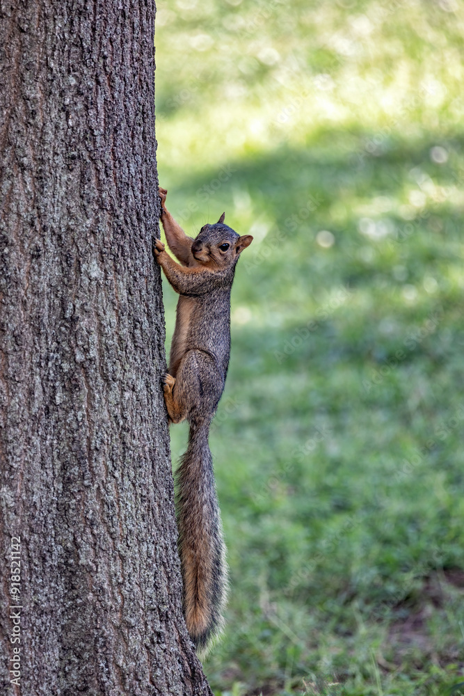 Squirrel caught climbing a tree in summer Squirrel caught climbing a tree in summer