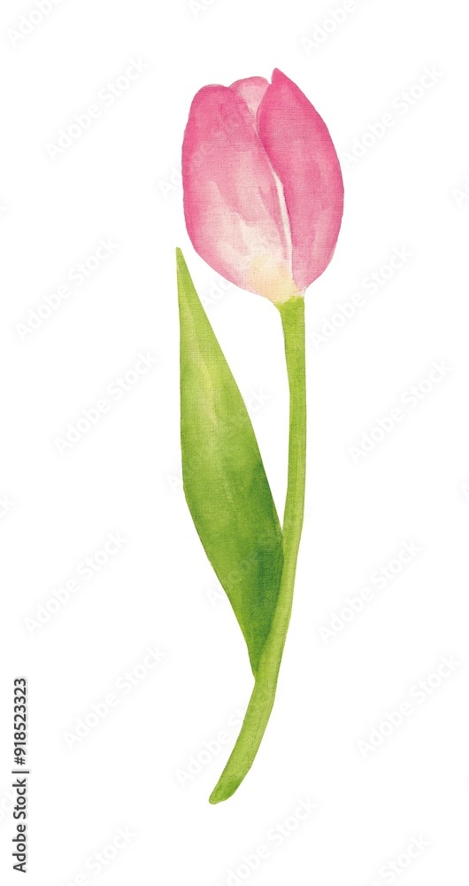 Pink tulip. Watercolor illustration, poster.
