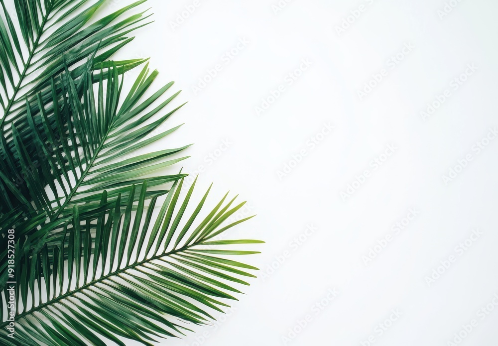 Palm leaves border a white background in a tropical plants concept Palm leaves border a white background in a tropical plants concept