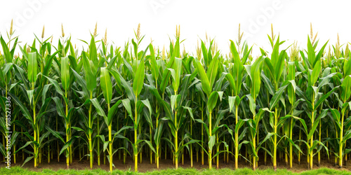 Healthy green cornfield with tall stalks in agricultural setting isolated on transparent background photo