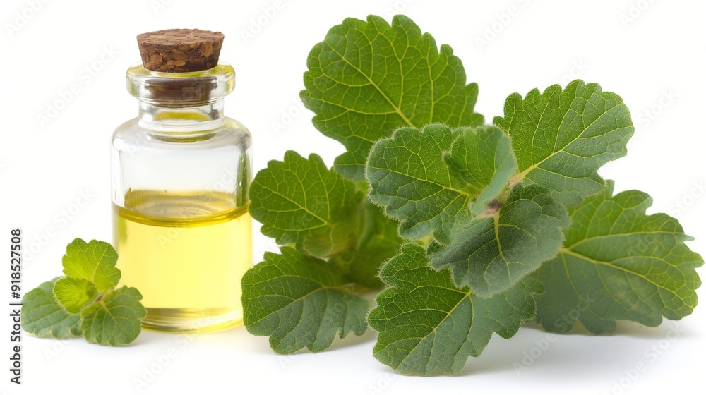patchouli plant, flowers and oil, isolated on white patchouli plant, flowers and oil, isolated on white