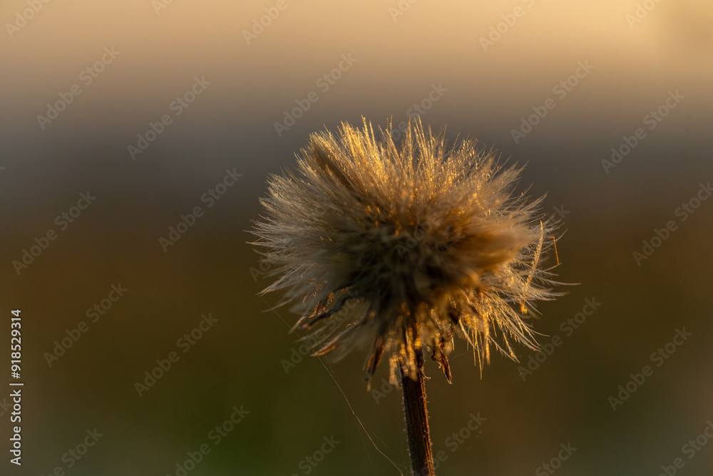 Sunset with meadow and bloom flowers near Vysoke nad Jizerou town Sunset with meadow and bloom flowers near Vysoke nad Jizerou town