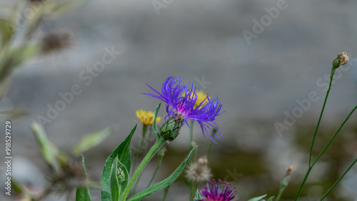 Close-Up of a Purple Cornflower Blooming in Nature