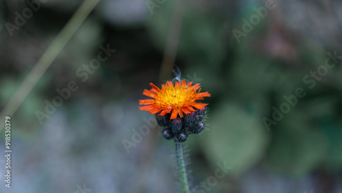 Close-Up of an Orange Hawkweed Blooming in Nature