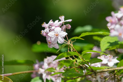 Close up of Deutzia x hybrida Mont Rose flowers in bloom photo