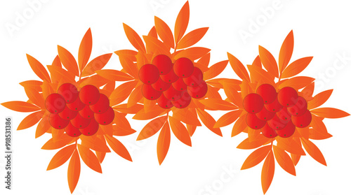Branches of red mountain ash with orange leaves and berries. Autumn design