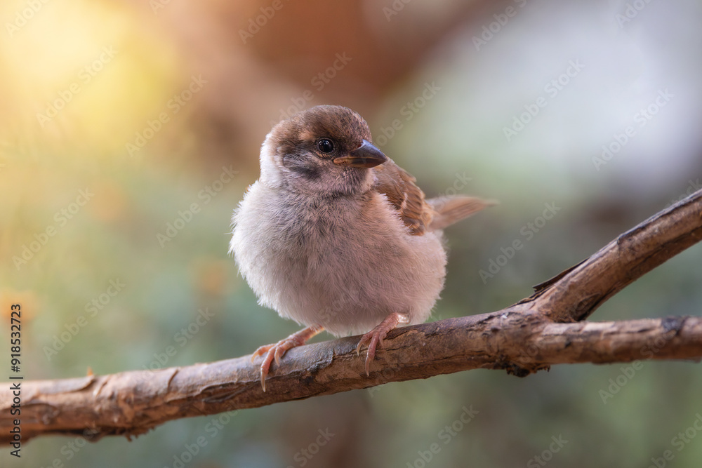 tree sparrow perched on a branch in the garden tree sparrow perched on a branch in the garden