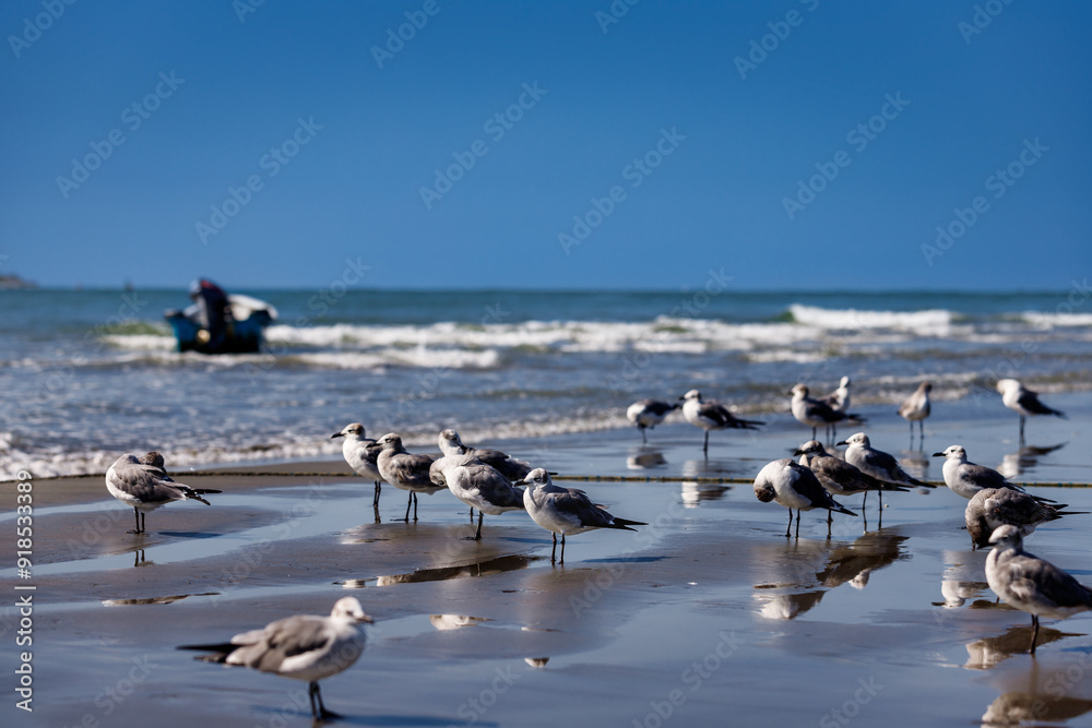 Seagulls sunbathing with a boat in the background on a beach in Cartagena, Colombia Seagulls sunbathing with a boat in the background on a beach in Cartagena, Colombia