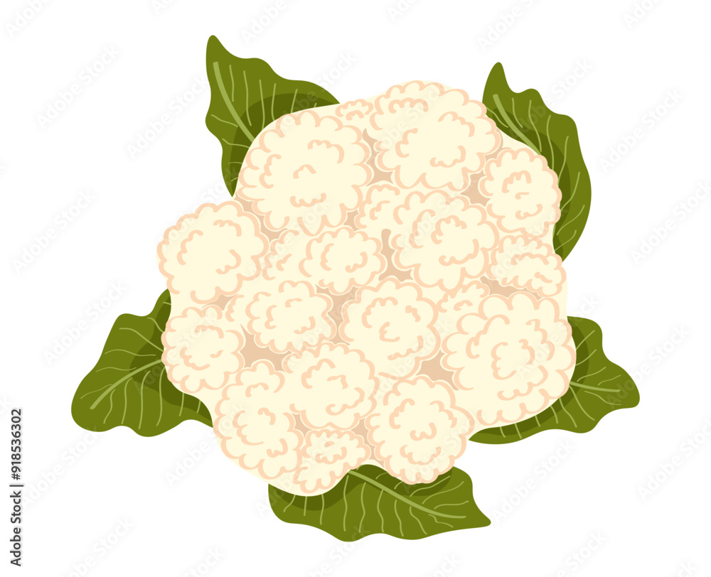 Hand drawn cauliflower isolated on white background Hand drawn cauliflower isolated on white background
