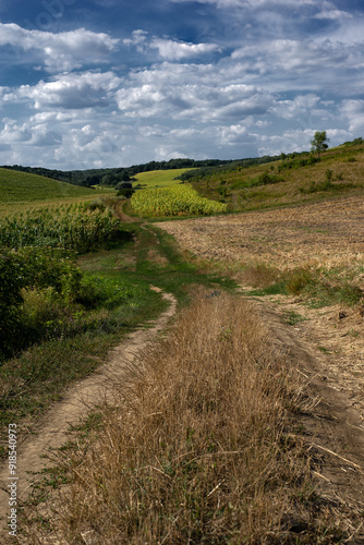 Road through the field. Sunflower and corn ripen.Vast expanses of agricultural lands.An inviting path into the distance.