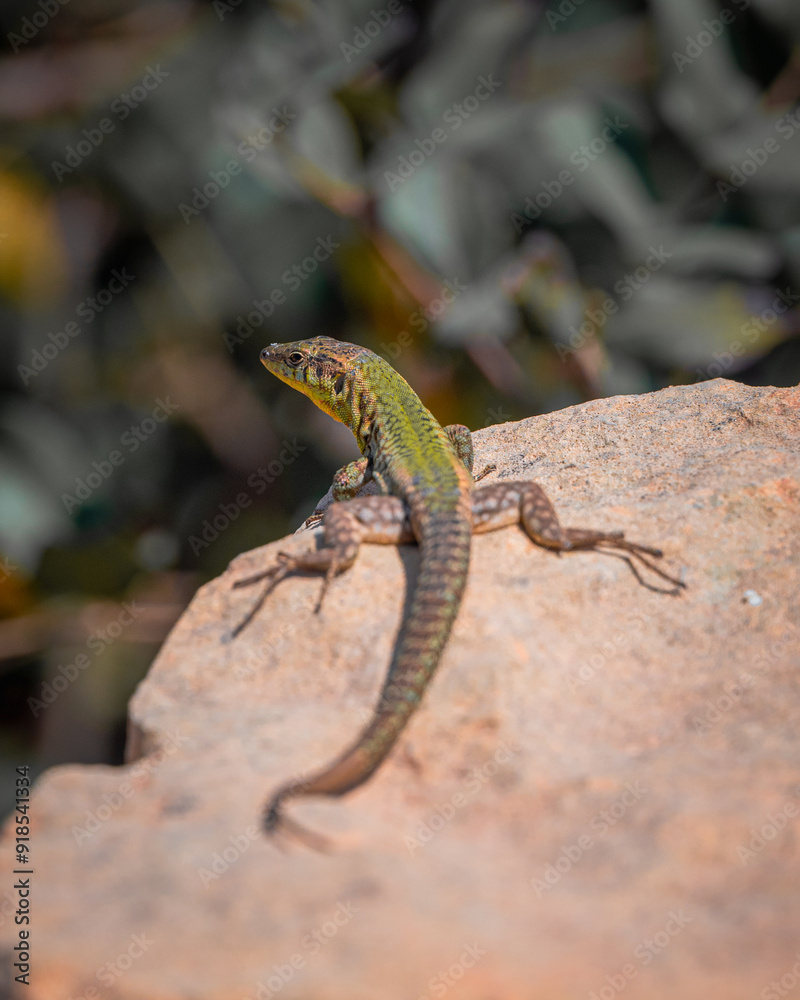 Fototapeta premium lizard on a rock