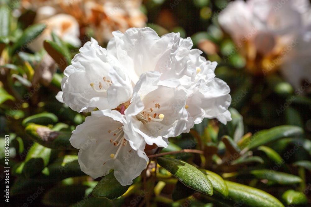 Bell-flowered rhododendron, Rhododendron campanulatum Bell-flowered rhododendron, Rhododendron campanulatum