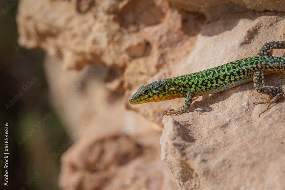 Naklejka premium lizard on a tree