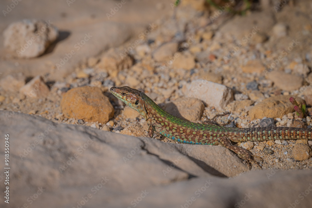 lizard on a stone