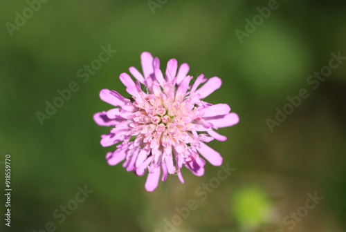 close up widowflower, arvensins flower, pink petals of a widowflower, pink petals of a widowflower, knaudia