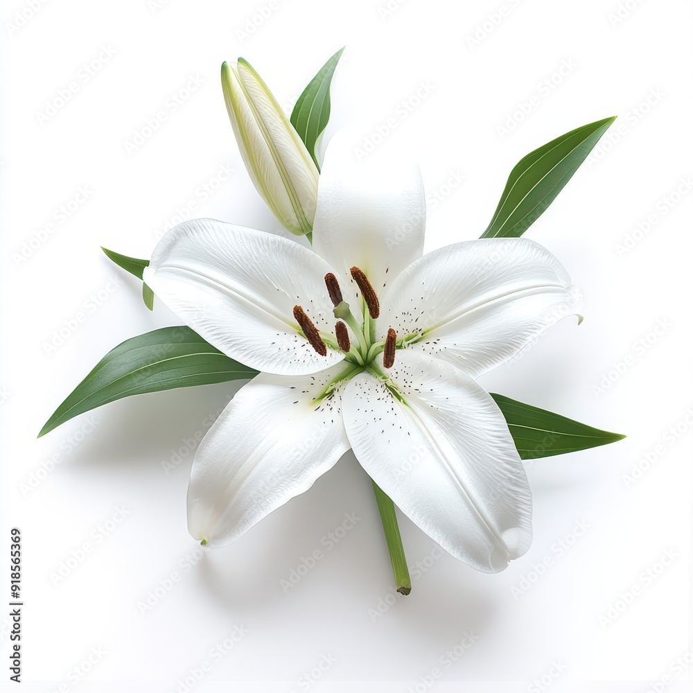 A single white lily, its delicate petals standing out against a pristine white background, embodying purity and grace in its essence. A single white lily, its delicate petals standing out against a pristine white background, embodying purity and grace in its essence.