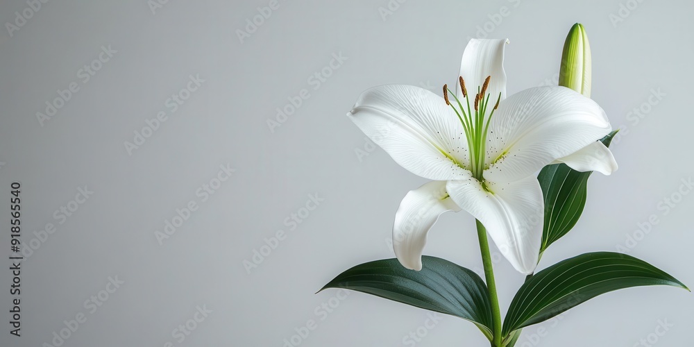 A single lily with a long green stem is perfectly lit and isolated against a bright white background, exuding elegance and grace. A single lily with a long green stem is perfectly lit and isolated against a bright white background, exuding elegance and grace.