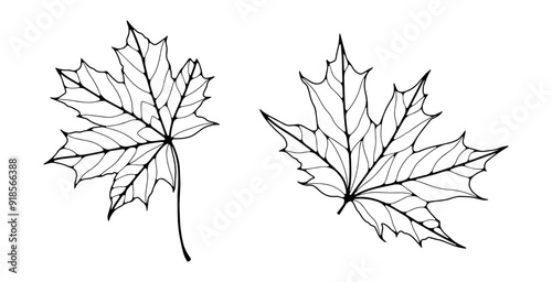 Set of contours of different leaves on a white background. Botanical background for coloring books, decor, pattern making and designs.