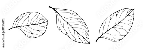 Tree leaves contour outline drawing isolated cutout black and white vector clipart illustration set. Autumn leaves line art design elements. Tree foilage nature pictogram, logo or icon collection.